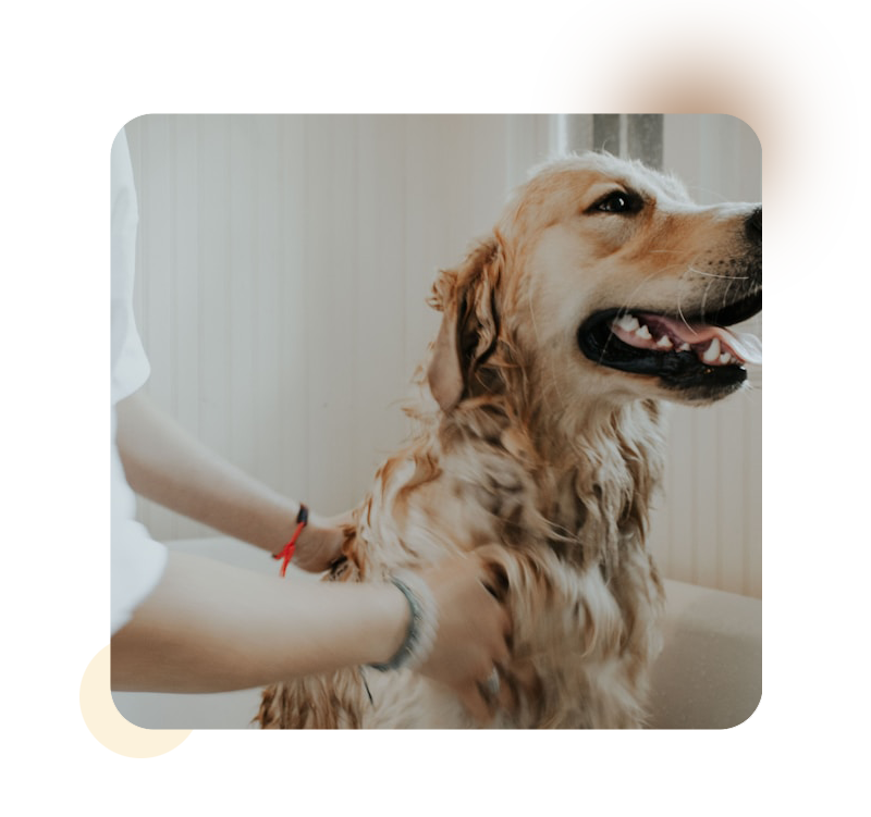 Puff n Stuff Pet Salon